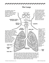 The Lungs