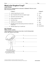 What Is the Kingdom Fungi?